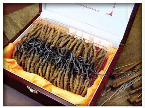 乌烈镇冬虫夏草回收